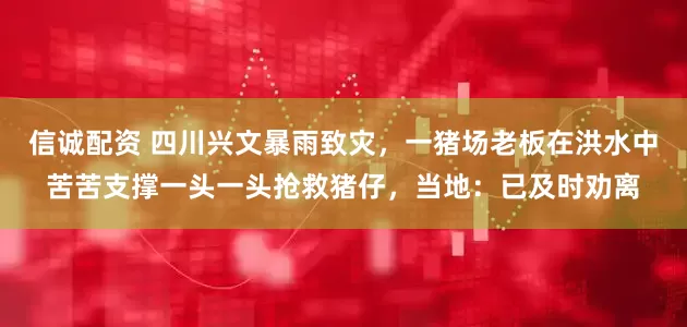 信诚配资 四川兴文暴雨致灾，一猪场老板在洪水中苦苦支撑一头一头抢救猪仔，当地：已及时劝离